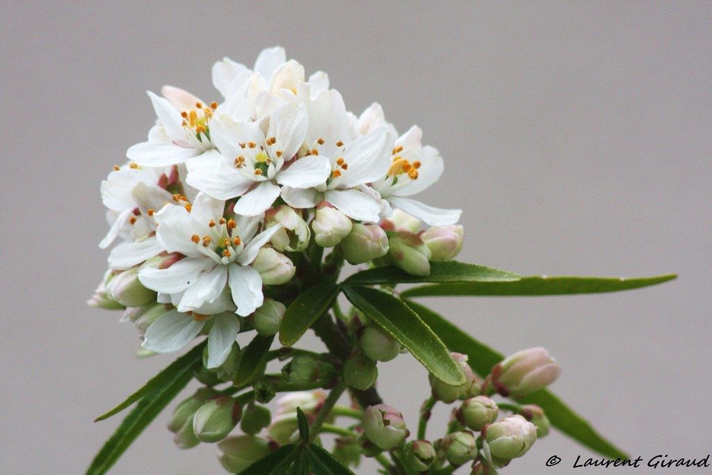 fleur d'oranger - Photo Laurent Giraud