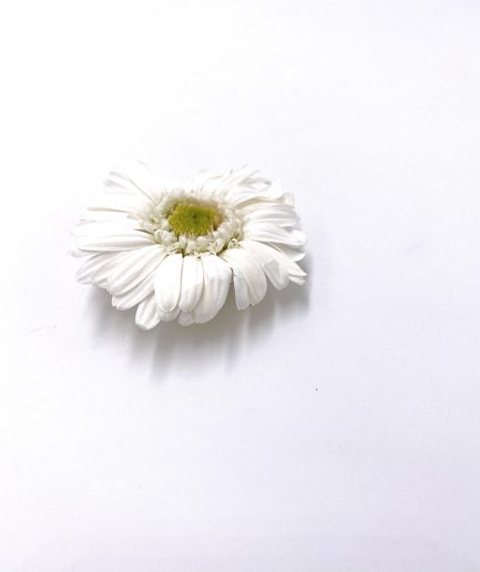 Broche en fleurs gerbera blanche