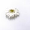 Broche en fleurs gerbera blanche